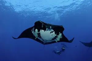 Birostris: Scuba Divers and Manta Ray - with Remora Suckerfish (Remora