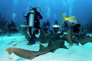 Attracted: Scuba divers amongst a school of Nurse Sharks (Ginglymostoma