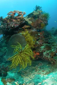 Negros: Scuba Diving at Apo Island, 10km from Dumaguete