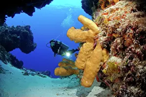 Poriferas: Scuba diving along the Coral reef. Diver with
