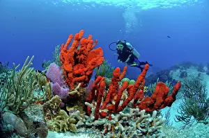 Poriferas: Scuba diving along the Coral reef - Sponges