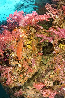 Surin: Scuba diving at Richelieu Rock, Mu Koh Surin