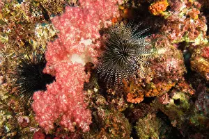 Surin: Scuba diving at Richelieu Rock, Mu Koh Surin