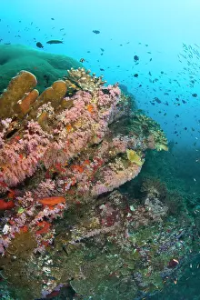 Similan: Scuba diving at Similan Islands Underwater