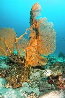 Polyps: Scuba diving at Similan Islands Underwater