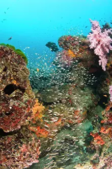 Similan: Scuba diving at Similan Islands Underwater