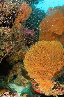 Similan: Scuba diving at Similan Islands Underwater