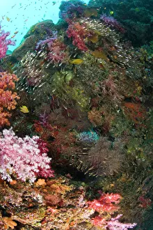 Similan: Scuba diving at Similan Islands Underwater
