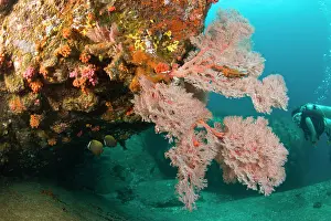 Mask: Scuba diving at Similan Islands Underwater