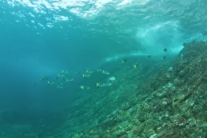 Stuart: Scuba diving at Similan Islands Underwater