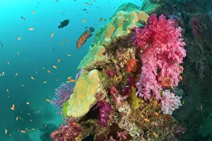 Multi: Scuba diving at Similan Islands Underwater