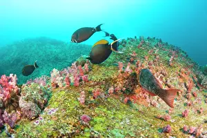 Multi: Scuba diving at Similan Islands Underwater