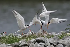Gull: Scuffle... Common terns (Sterna hirundo) with offspring on an artificial breeding island