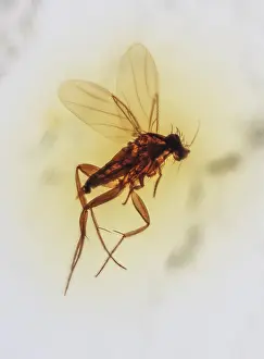 Amber: Scuttle Fly, Phoridae in Amber, Colombia 10 MYO Pliocene