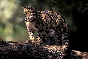 Stuart: SE Asia. Clouded leopard (Neofelis nebulosa)