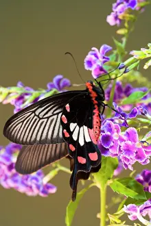 Micro: SE Asia, Thailand, Doi Inthanon, Papilio