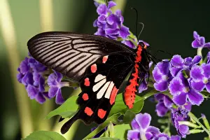 Micro: SE Asia, Thailand, Doi Inthanon, Papilio