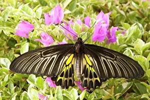 Micro: SE Asia, Thailand, Khon Kaen, The Golden
