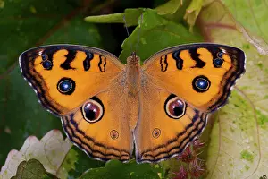 Micro: SE Asia, Thailand, Krabi, The Peacock Pansy