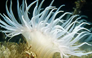 David Nance: Sea Anemone