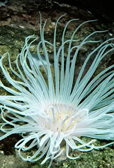 Anemones: SEA ANEMONE