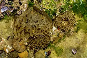 Augustin Esmoris: Sea Anemone (Actiniaria)
