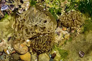 Augustin Esmoris: Sea Anemone (Actiniaria)