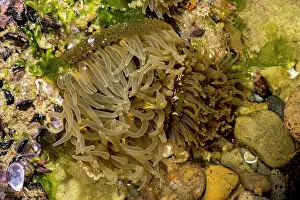 Augustin Esmoris: Sea Anemone (Actiniaria)