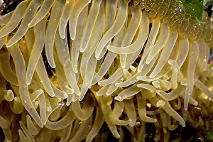 Augustin Esmoris: Sea Anemone (Actiniaria) closeup