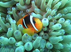 Clown: Sea anemone (Actiniaria), Red Sea clownfish (Amphiprion