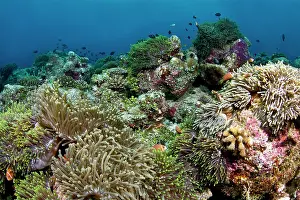Heteractis: Sea Anemone coral garden