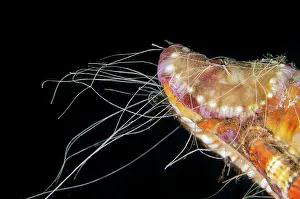 Gastropod: Sea Anemone - on shell with acontias (theads of