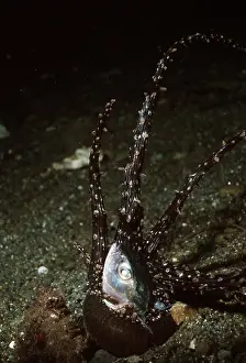 Valerie & Ron Taylor: Sea Anemone - venomous, eating a fish