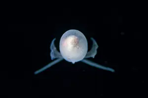 Slug: Sea Angel