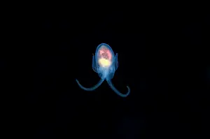 111020: Sea Angel floating in water column - Blackwater