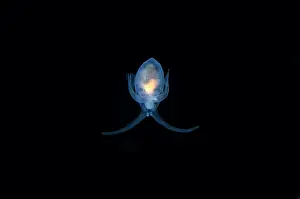 111020: Sea Angel floating in water column - Blackwater