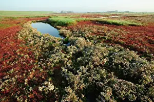 Oosterschelde: Sea Aster