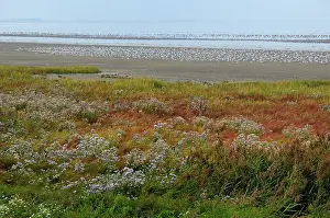 Aster: Sea Aster