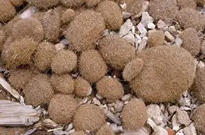 Algae: SEA BALLS - Posidonia, balls on beach