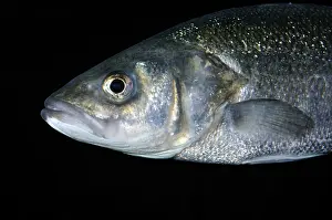 Dicentrarchus: Sea Bass