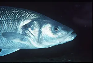 Bass: SEA BASS - HEAD
