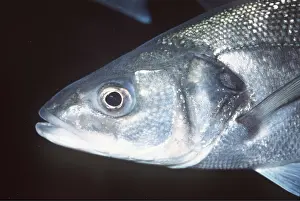 Bass: SEA BASS - HEAD