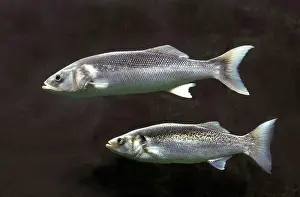 Dace: Sea Bass / Sea Dace - two