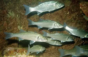 Basses: SEA BASS SHOAL