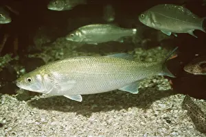 Bass: SEA BASS - PART OF A SHOAL