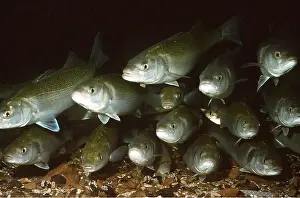 Bass: SEA BASS - SHOAL, FACING