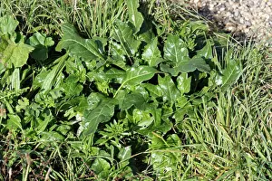 Beet: Sea beet