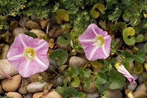 Bindweed: Sea bindweed