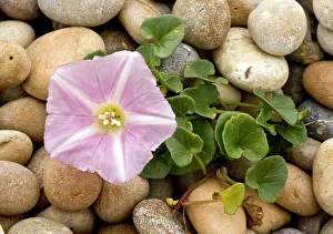 Bindweed: Sea Bindweed