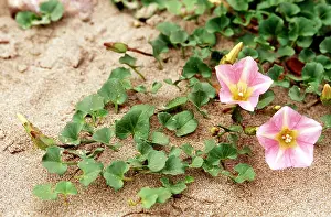 Geoff Trinder: SEA BINDWEED - growing in sand